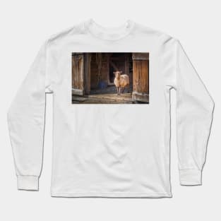 Funny Sheep and the Old Barn Long Sleeve T-Shirt